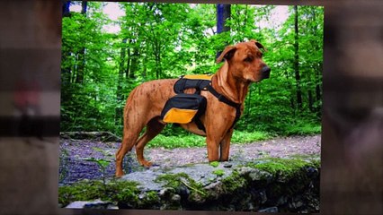 Backpack To Carry Dog