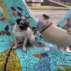 En Yakın Arkadaşı Balon Olan Pug