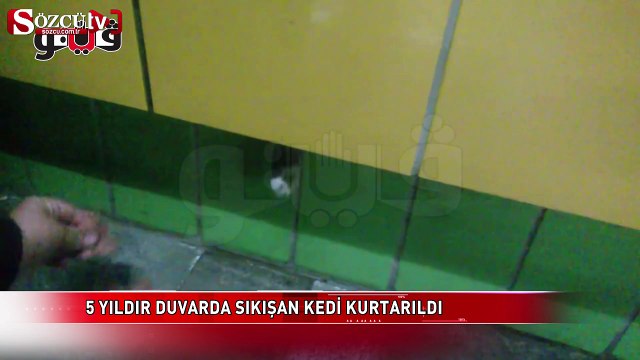 5 yıldır duvarda sıkışan kedi kurtarıldı