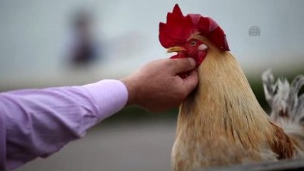 Bu Behlül Başka Behlül" (2)