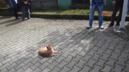 Sakarya Vefat Eden Sahibinin Tabutunu Camii Bahçesine Kadar Takip Edip Bekledi