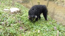 Barbet-Froguette: un nouvel exercice de chien retriever et d'eau français