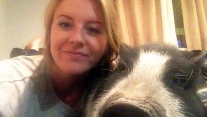 Un cochon n'aime pas les câlins