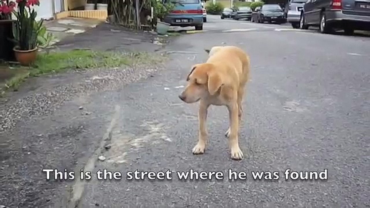 Abandoned Dog: Gabriel