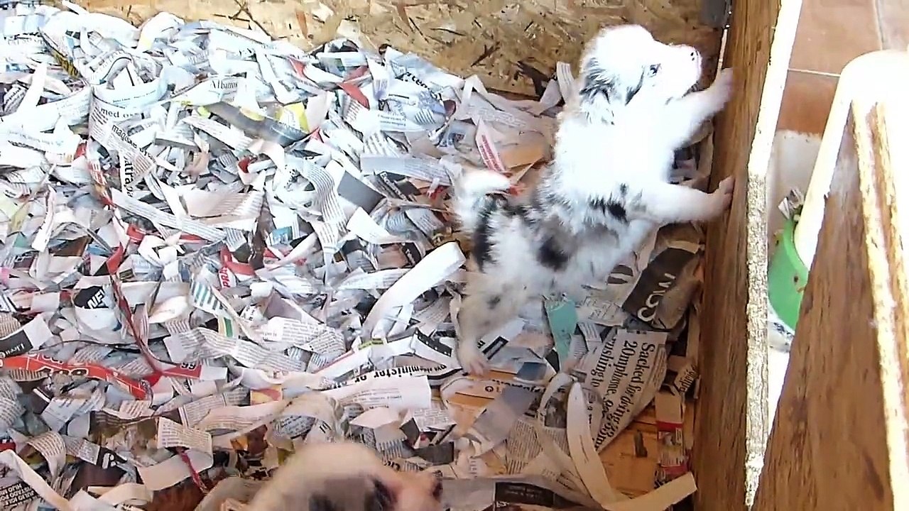 Mafalda's Border Collie - Cachorros Hada & Wind - 3 Abril  2015