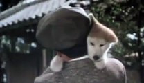 Hachiko monogatari  ハチ公 物語 - Bittersweet (Akita dog)