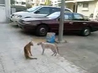Wild Cats Fight