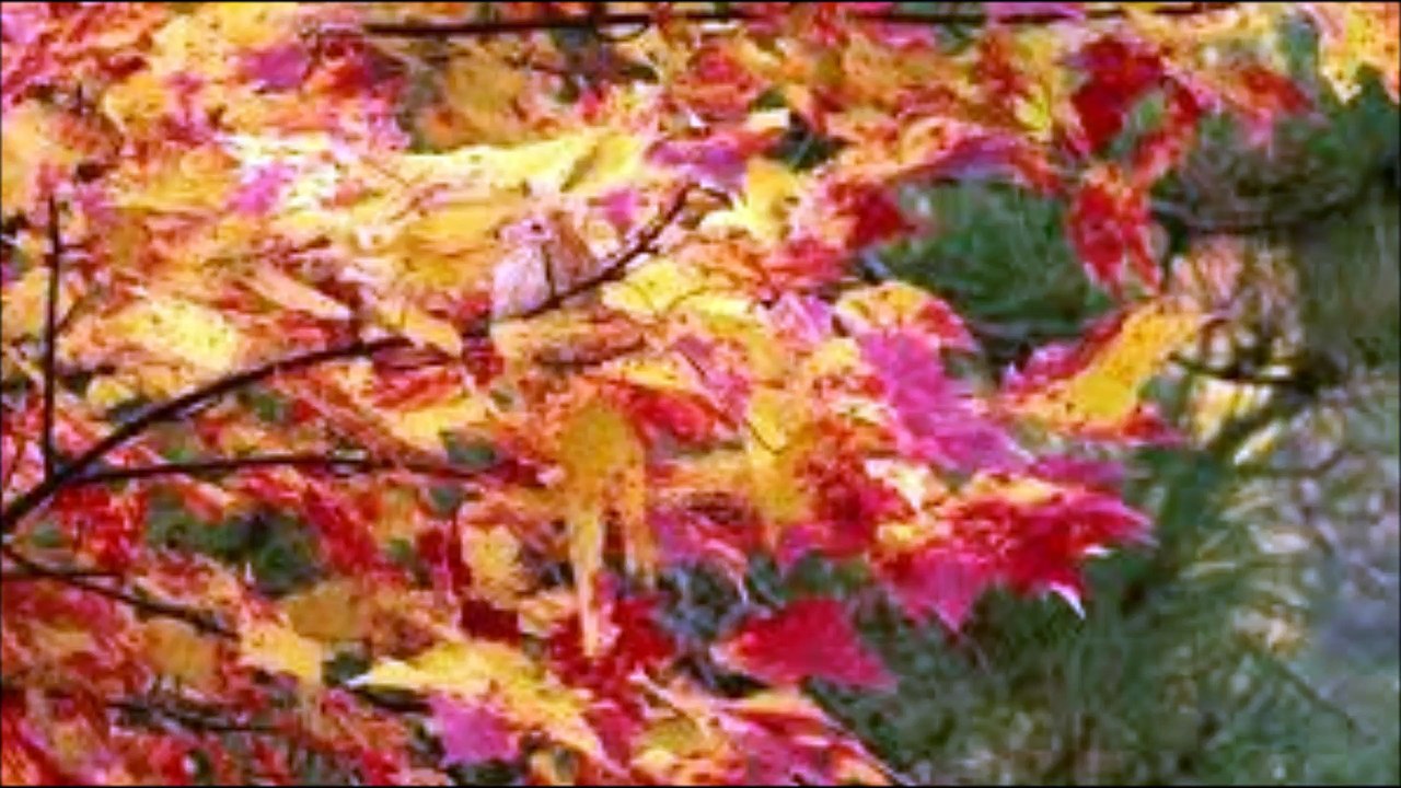 Birch Book - Life's Lace