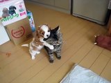 Puppy meets cat