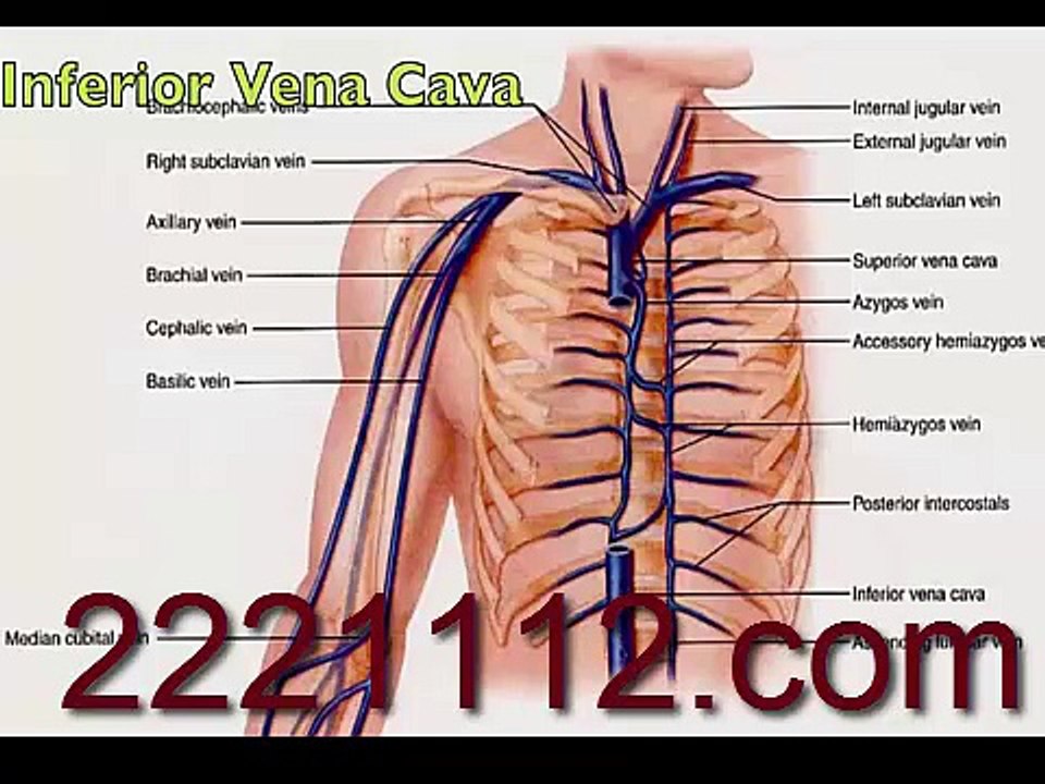 Veins-Human Body