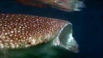 Magnifique plongée REQUINS BALEINES DJIBOUTI