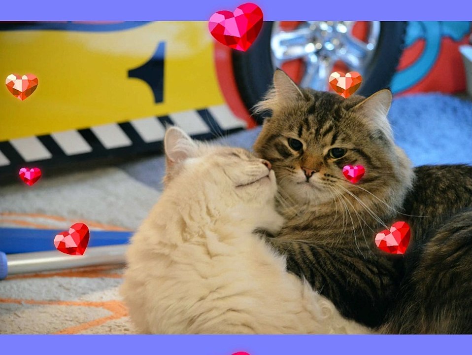 Chatons sibériens des Plumes d'Opale Portée 1 (1)