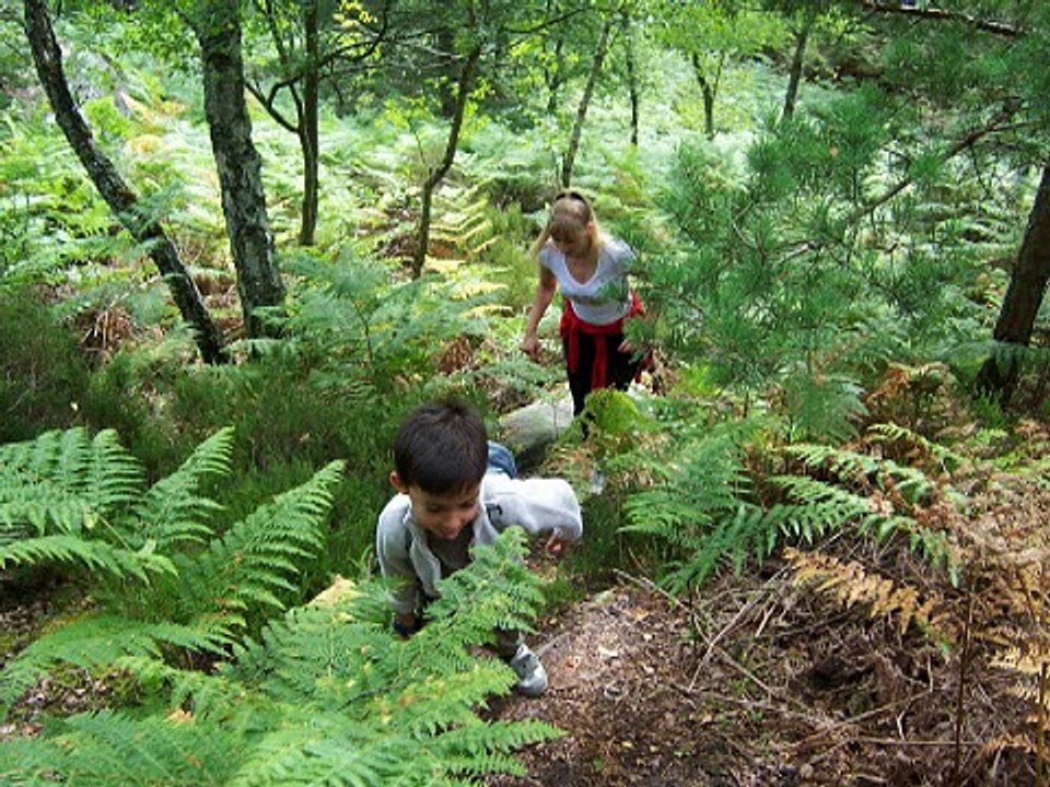 PROMENADE EN FORET DE FONTAINEBLEAU_SVCD
