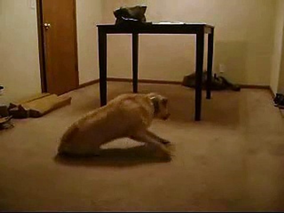 Un chien qui somnambule