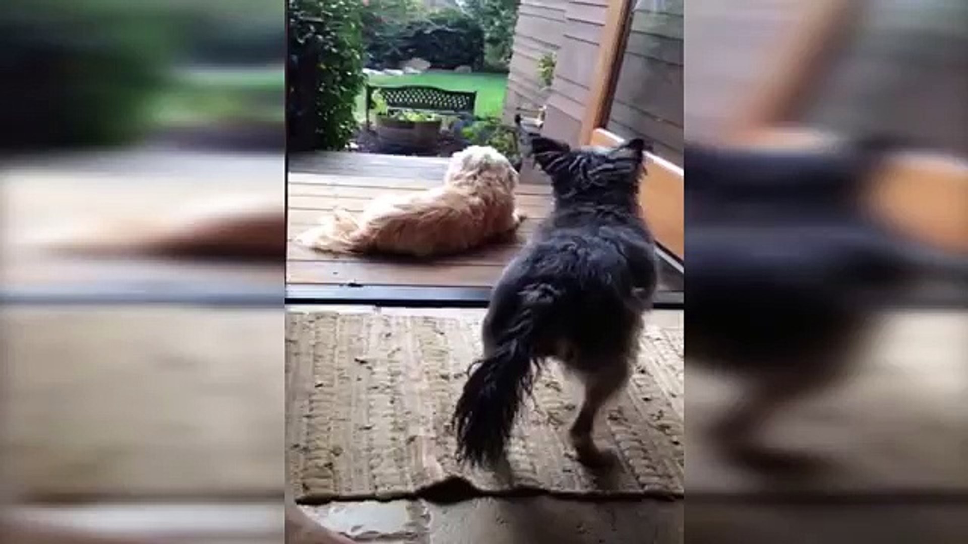 ⁣Animals Pranking Animals- Compilation