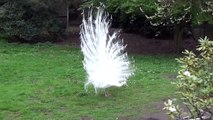 white peacock display