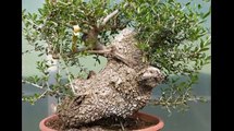 Creating Bonsai Trees From Wild Material