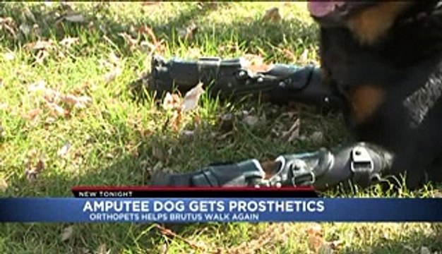 Rencontrez Brutus, le chien qui marche sur des prothèses
