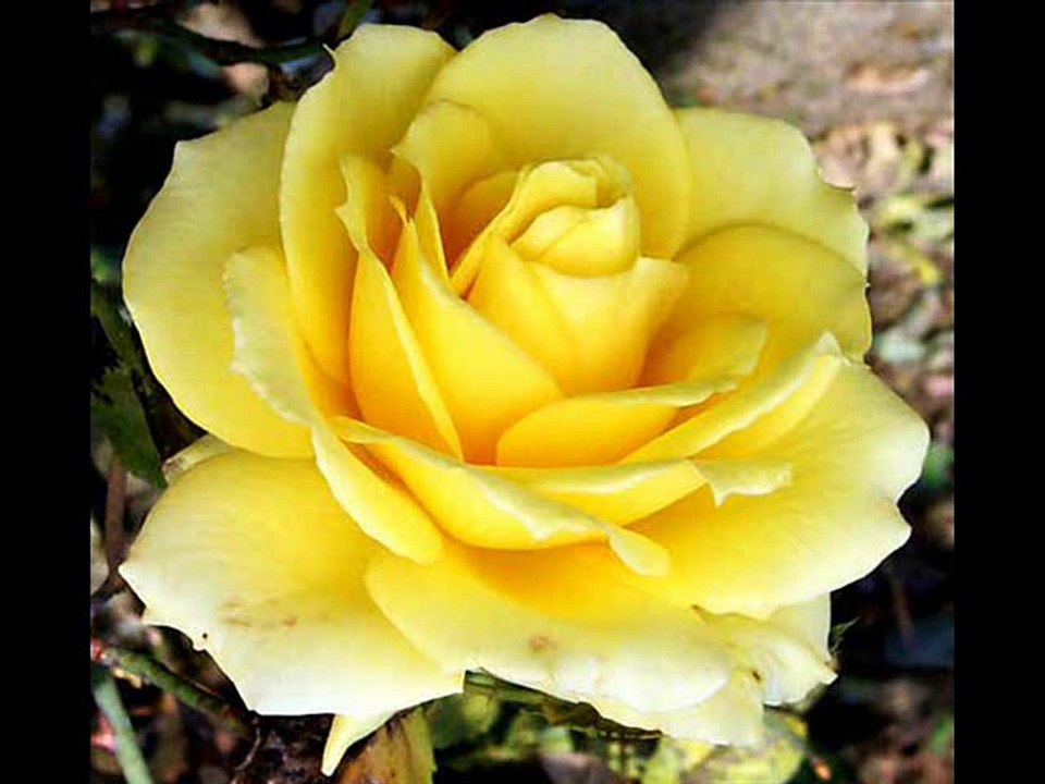 Emel Sayın Gitme Sana Muhtacım