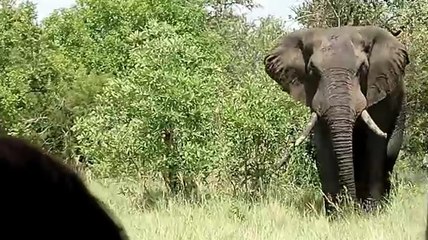 Afrika Orman Fili İnsanlara Öfkelendi