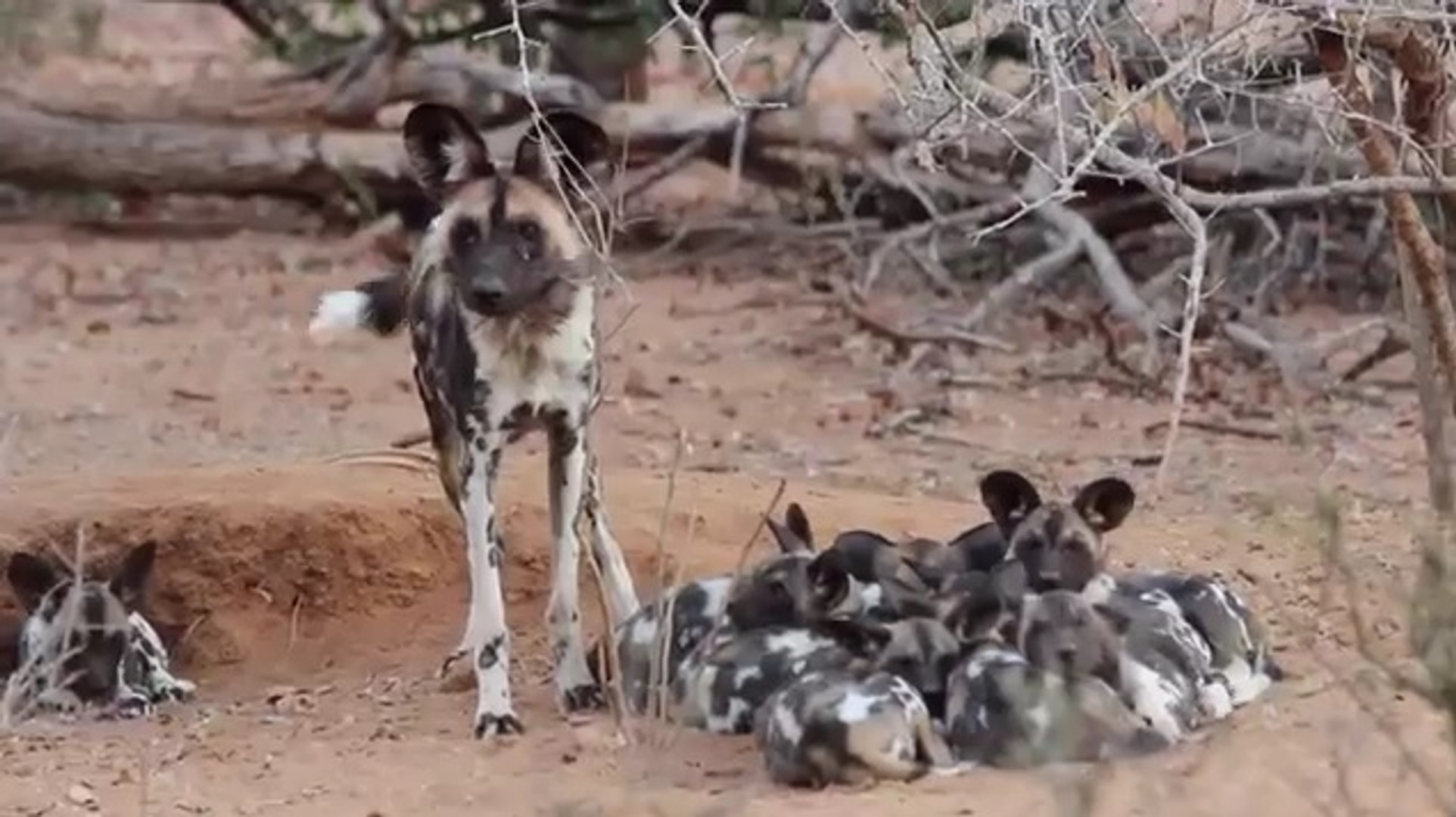 Afrika Yaban Köpeği