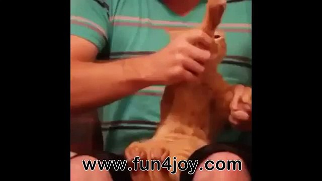 Amazing Dancing Cat Must See