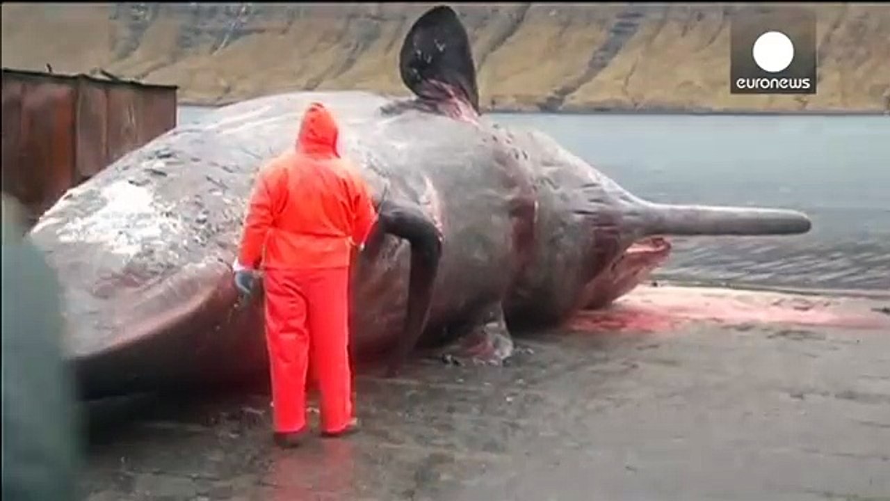 Explosion de Baleine