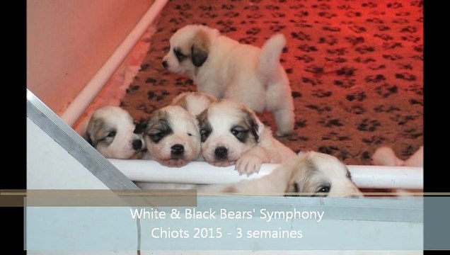 Chiots montagne des Pyrénées 2015 - White & Black Bears' Symphony