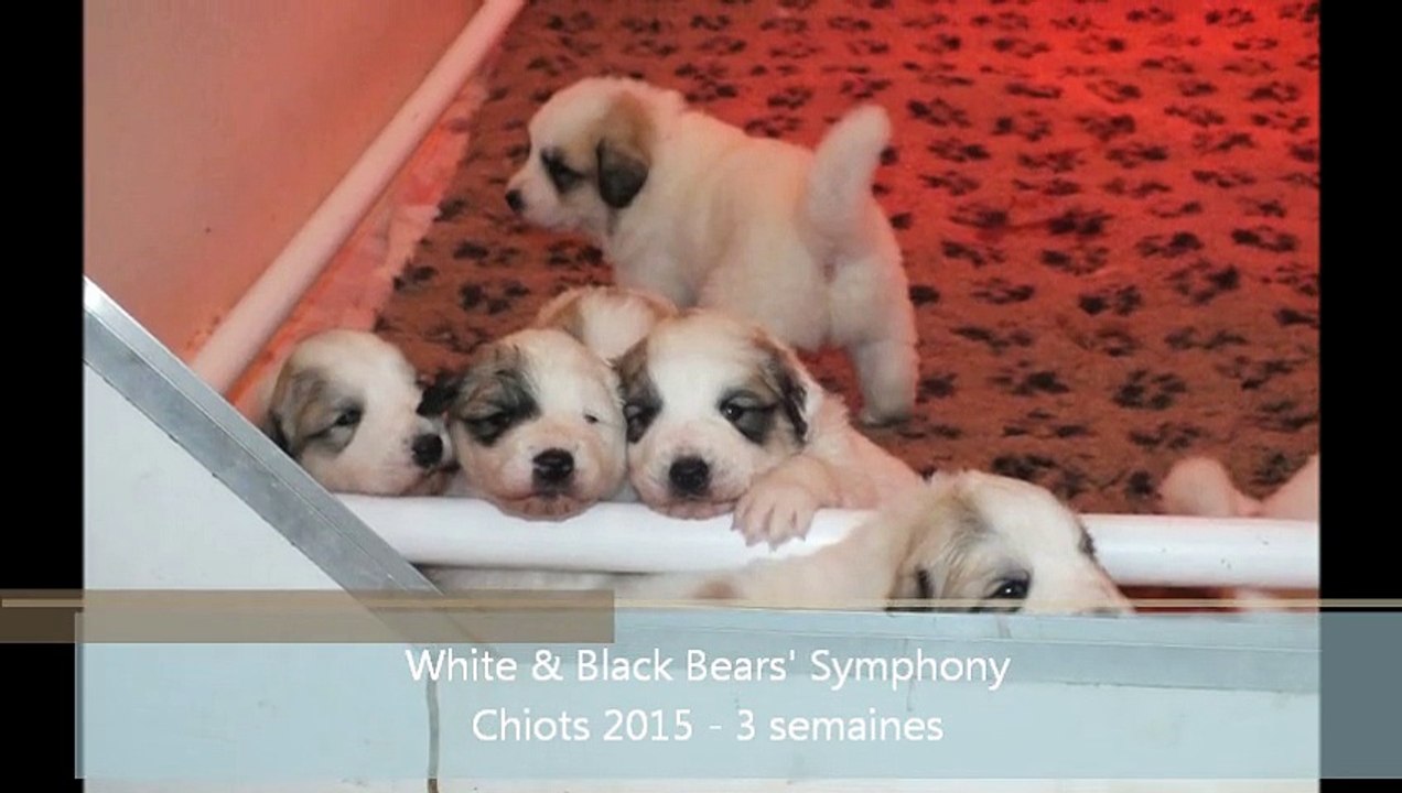 Chiots montagne des Pyrénées 2015 - White & Black Bears' Symphony