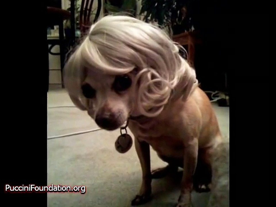 003_Funny Dogs Wearing Wigs