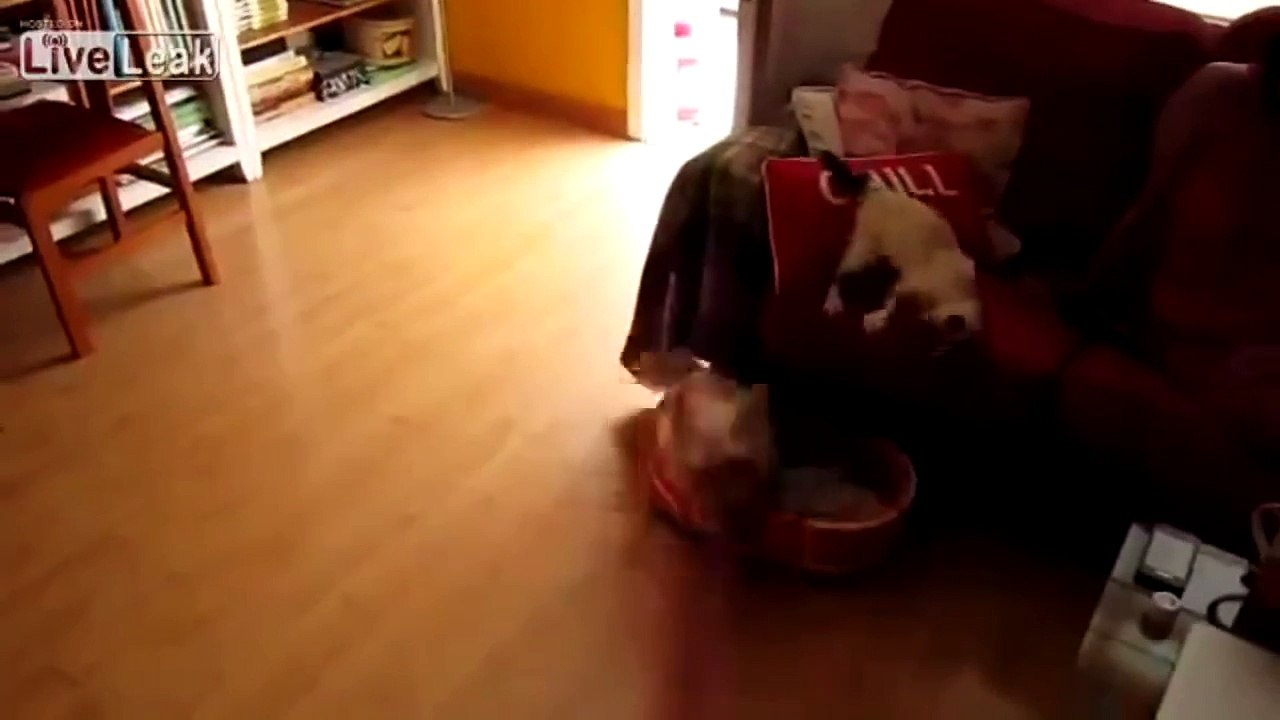 007_Video de perros y gatos graciosos - Funny dogs and cats