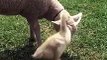 Lamb Gets Groomed by a Gosling  Video Dailymotion