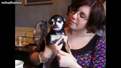 012_Funny Chihuahua Dogs Getting Angry Compilation 2014 [NEW]