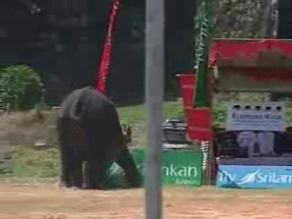 elephant en colere