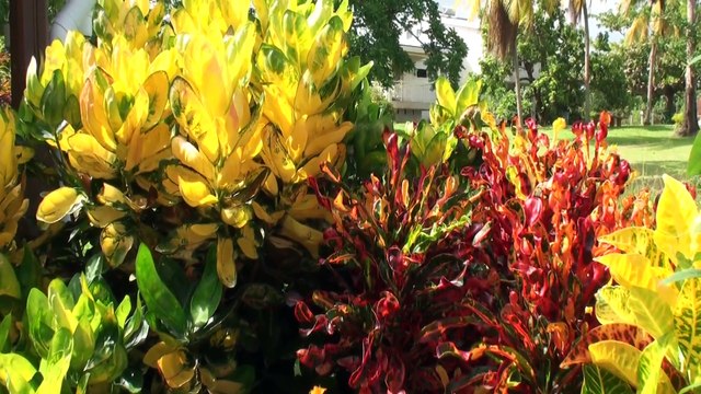 MARTINIQUE HORS DES PLAGES Martinique, tu n'offres pas que les plages mais des paysages et une flore variée du nord au sud. La douceur et la joie de vivre des Antilles, la caresse des alizés en prime! Madinina tu sais t'offrir au visiteur! Martinique,