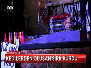 Kedilerden oluşan sirkte kedilerin yaptığı inanılmaz hareketler
