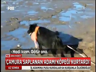 Çamura saplanan adamı kendi köpeği ağzında ip götürerek böyle kurtardı