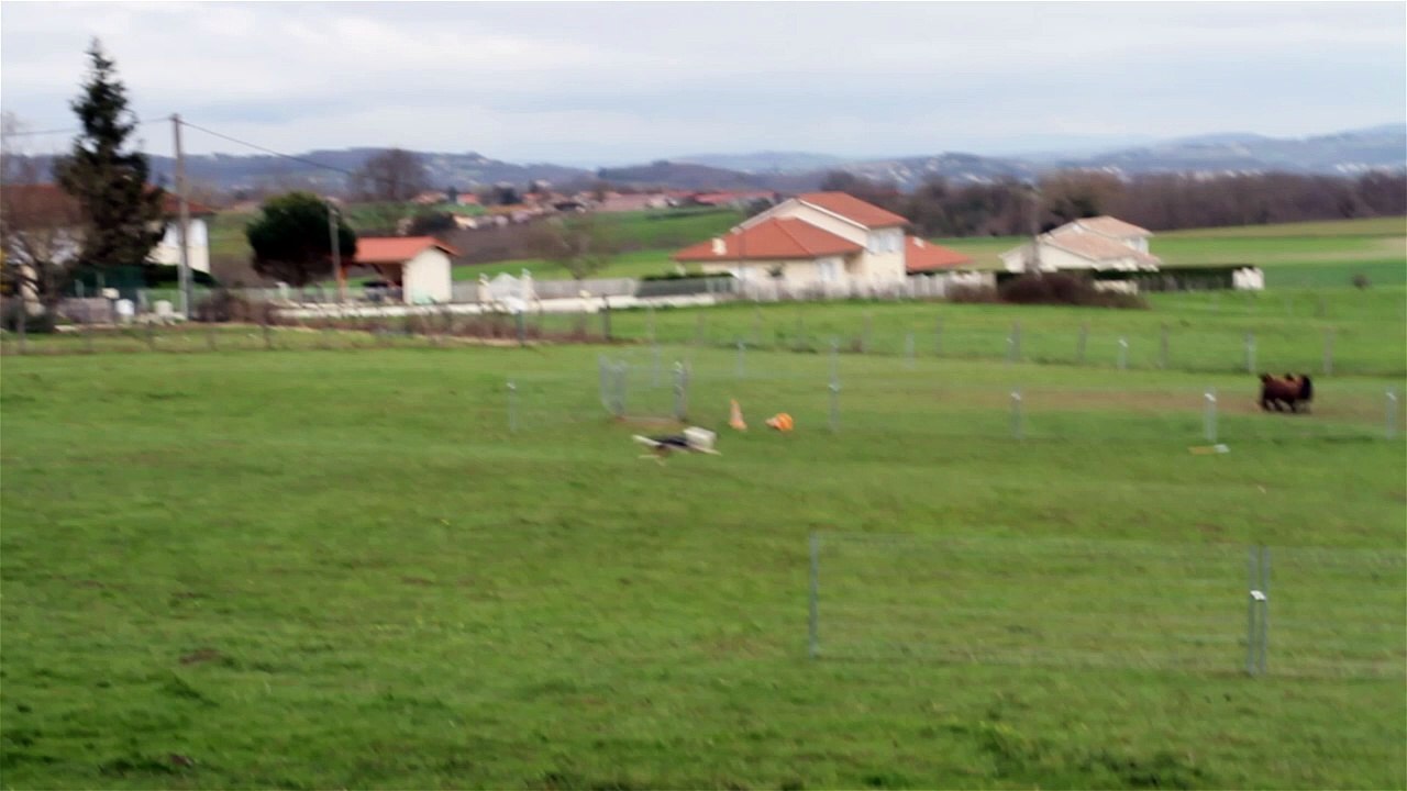 Troupeaux 1