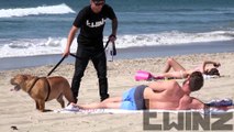 Dog Peeing on Girls at the Beach!! Funny videos - Funny pranks 2015