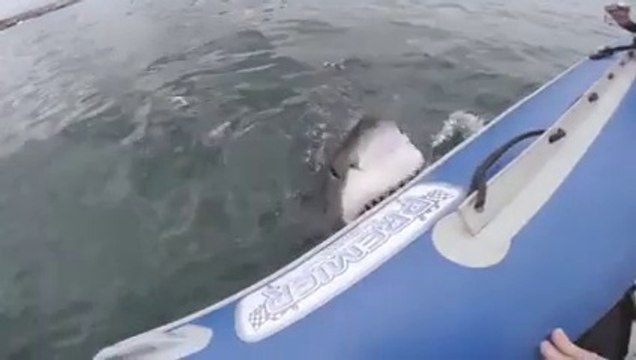Dev Beyaz Köpek Balığı Şişme Bota Böyle Saldırdı ( Özel Video )