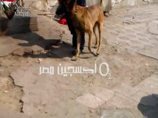 كلب بوليسى فى وقفة البديل الثورى ضد الحرب على اليمن