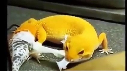 Amazing Reptile - What is going on ___