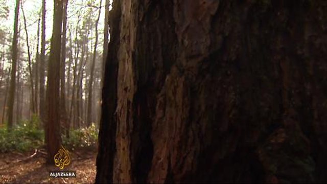 Conservation group working to reintroduce lynx to UK forests