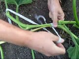 How to connect two or more pumpkin/squash plants by grafting