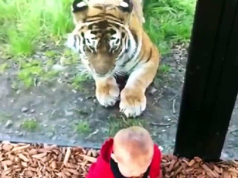 Brave Baby vs Tiger