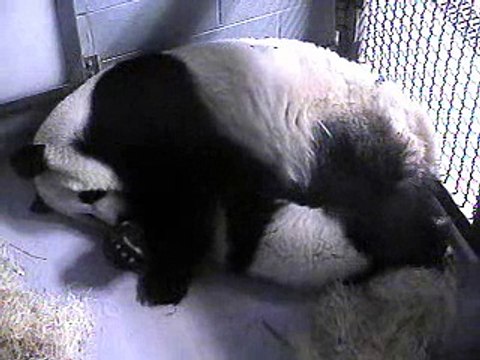 Lun-Lun und Mei-Lan in Atlanta - 01.02.07