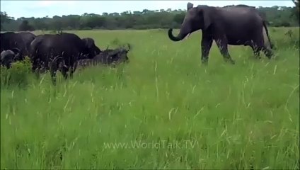 Elephant Kicks on Buffalo's Head - Lol