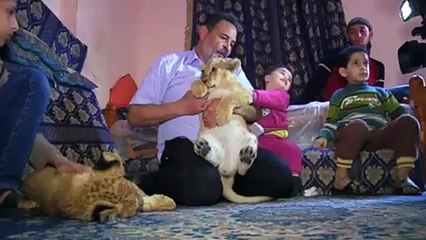 Family adopted Lion Cubs - Amazing