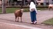 Ha Ha Ha !!! Crazy Goat teasing a lady - Funny