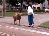 Ha Ha Ha !!! Crazy Goat teasing a lady - Funny